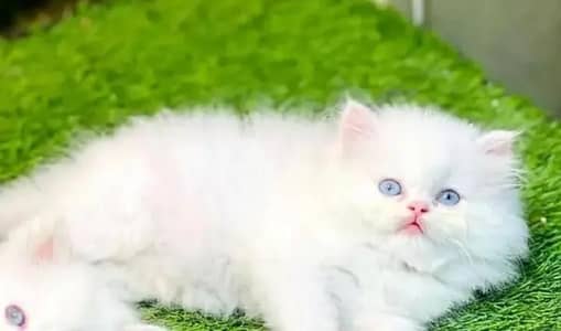 Persian female kitten for sale all Pakistan delivery available