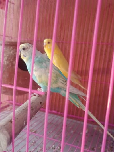 Budgies / Australian for sale