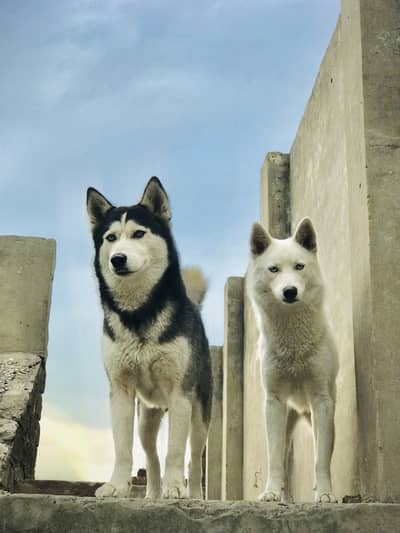 Siberian husky white female