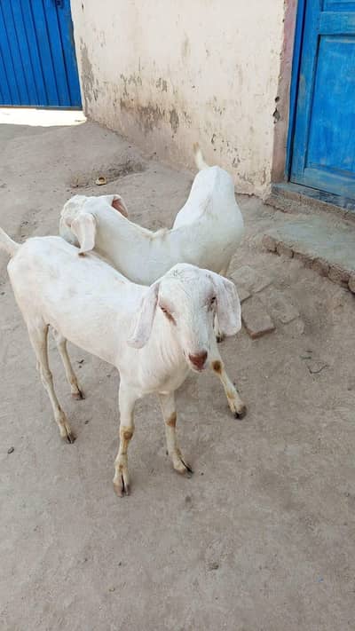 2 White Healthy Bakray For Sale