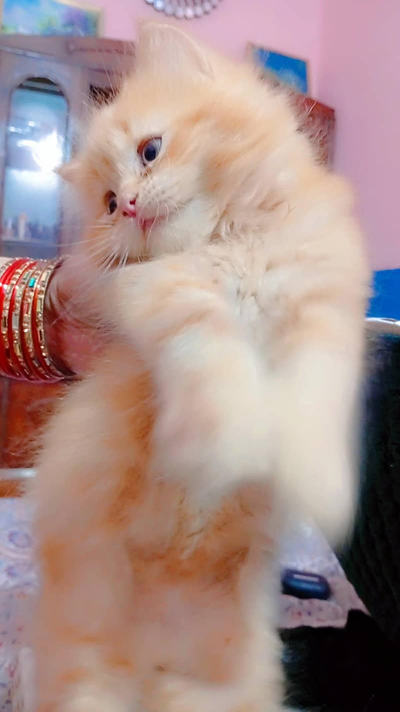 ginger cat available 0