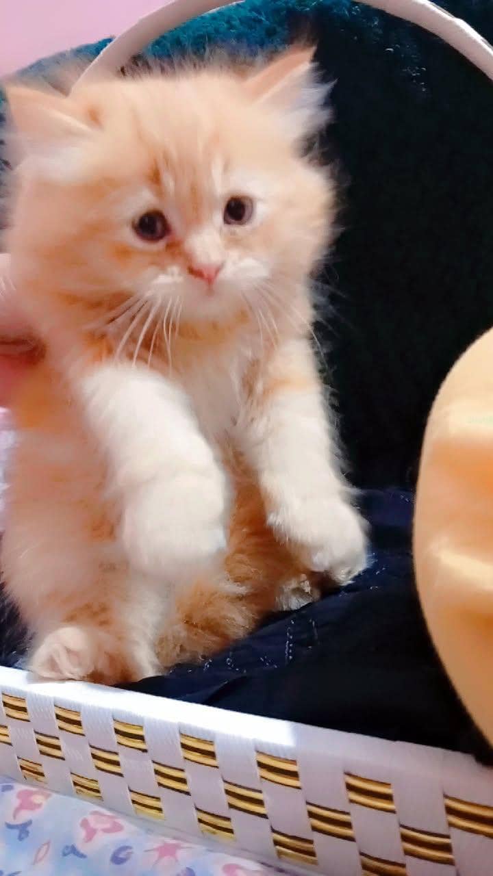 ginger cat available 1