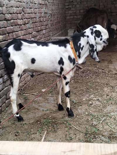 Ma Sha Allah, Pure Amritsari Old Bloodline Bakra for sale