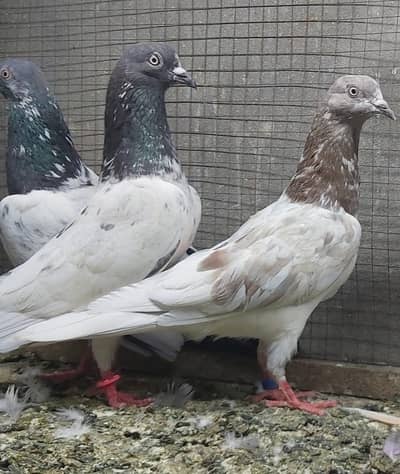 Goldan taddi lakhy surkhy slaety pigeons for sale.