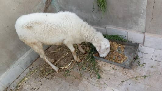 Dumbi for sale