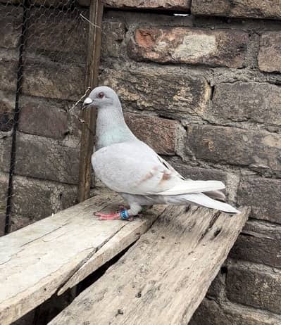 625 GPS PLAYED SILVER QASID (R)PIGEON FOR SALE