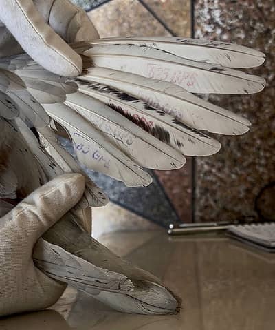 625 GPS PLAYED SILVER QASID (R)PIGEON FOR SALE