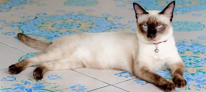 male cat