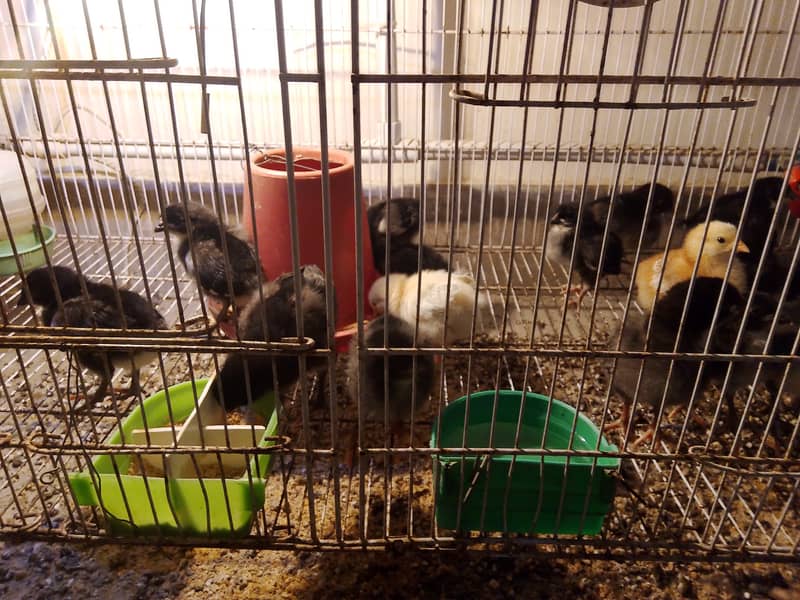 Lohman chicks 0
