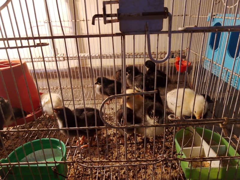Lohman chicks 1