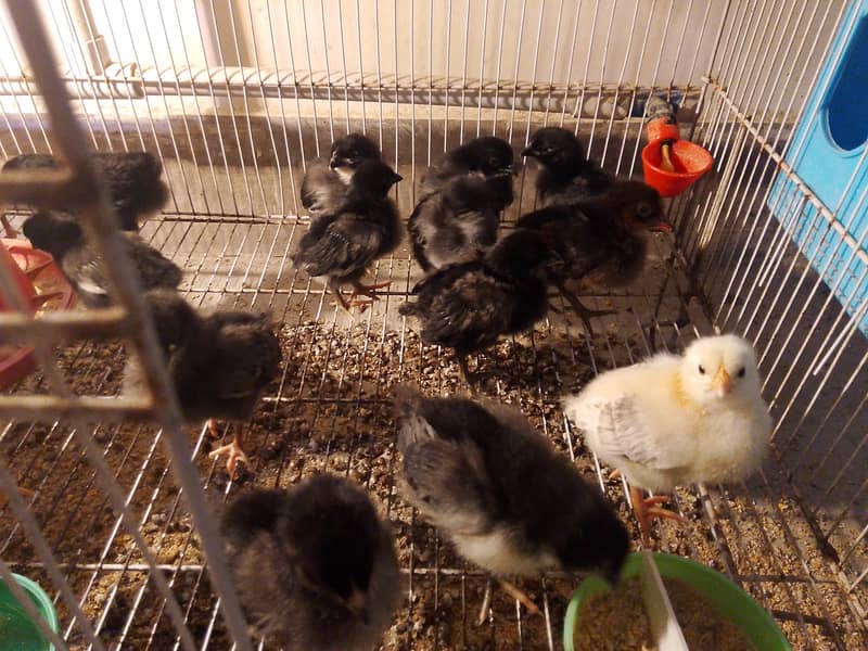 Lohman chicks 2