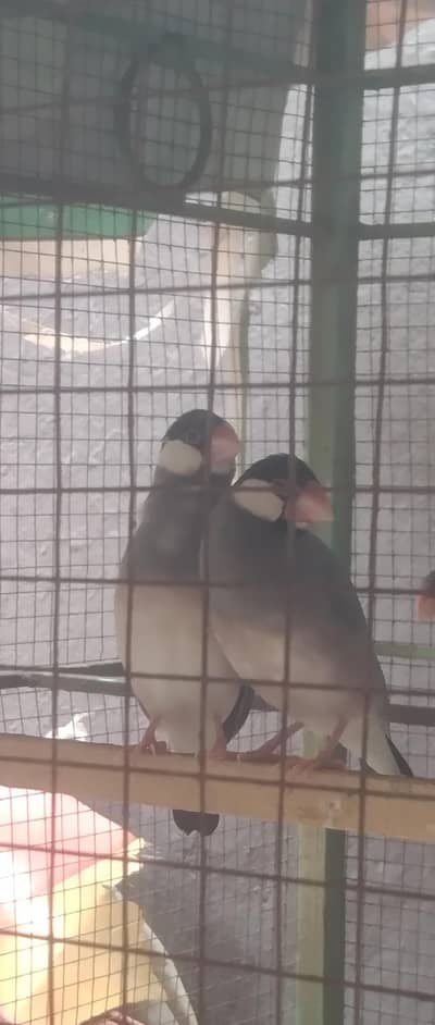 Grey jawa breeder Pair's