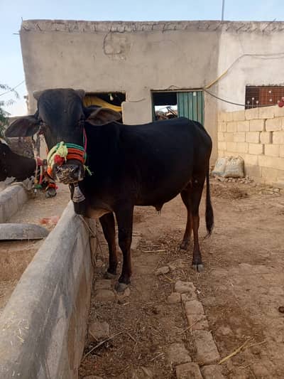 for sale janwar