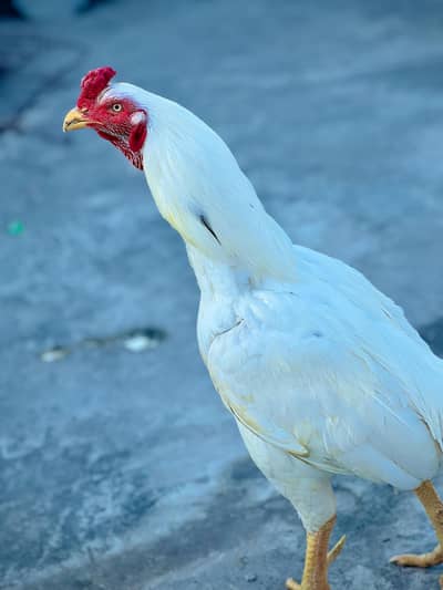paper white herra pair