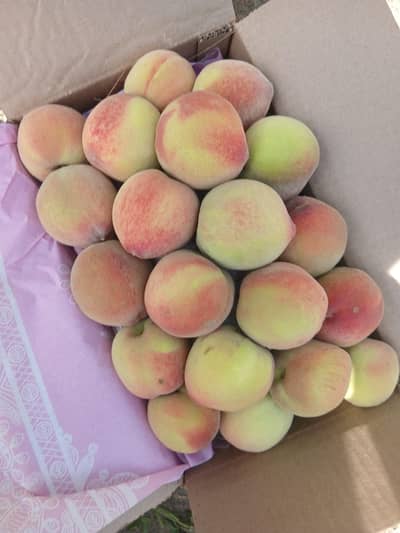 Fresh Feach from farm