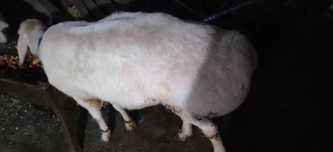 kaka white beautiful heavy weight dumba
