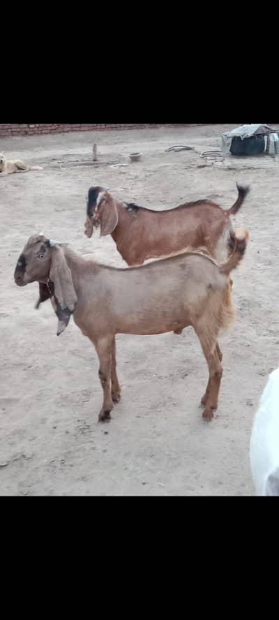 Moty Taaza Bakray Available – Qurbani Special