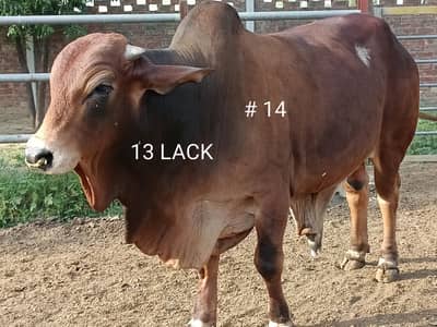 BULL COW WACHA FOR QURBANI 03104594900 /03476585599