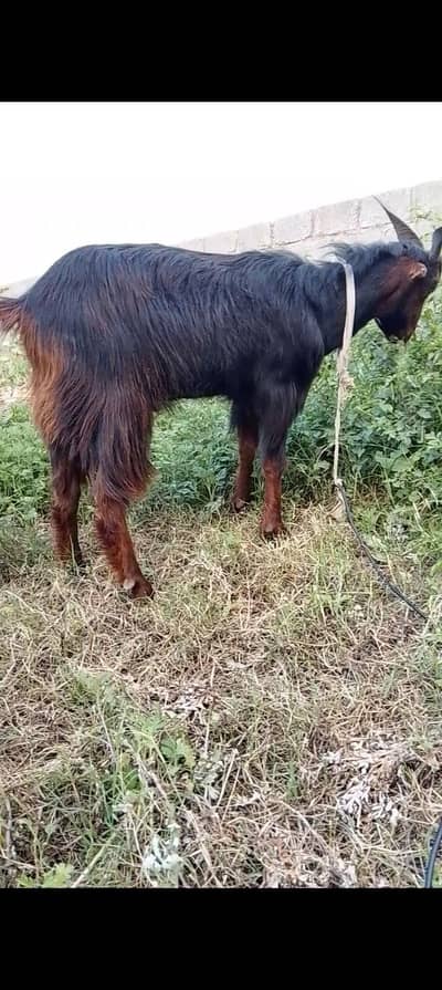 Urgent sale Qurbani Bakra for Sale –– 35 hazar ruppe