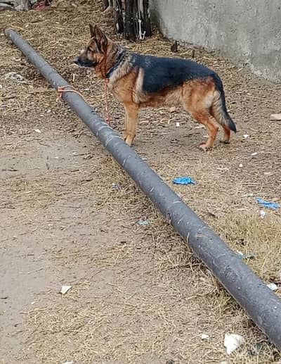 Male German shepherd