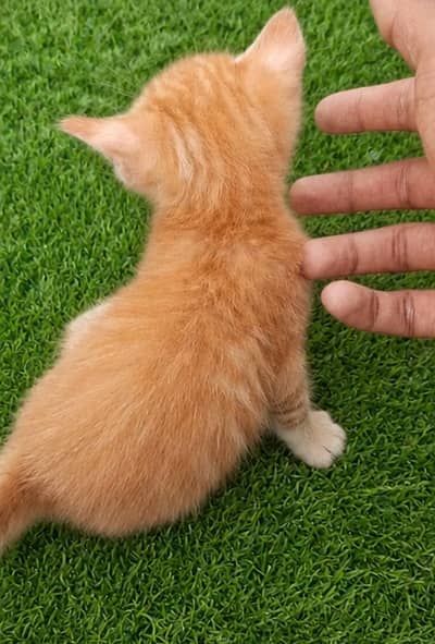 2-Month-Old Domestic Shorthair Kitten | Blue Eyes | Healthy & Easy to