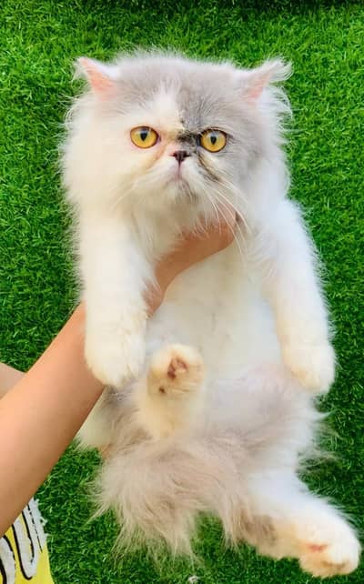 Persian kitten Available Good quality