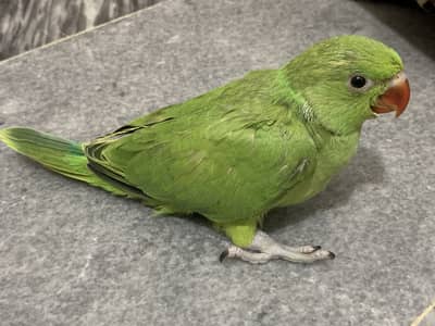 2 green parrot
