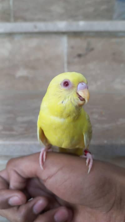 handtame budgies for sale