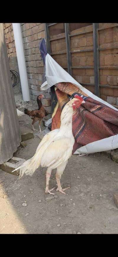 Heera Aseel Male available