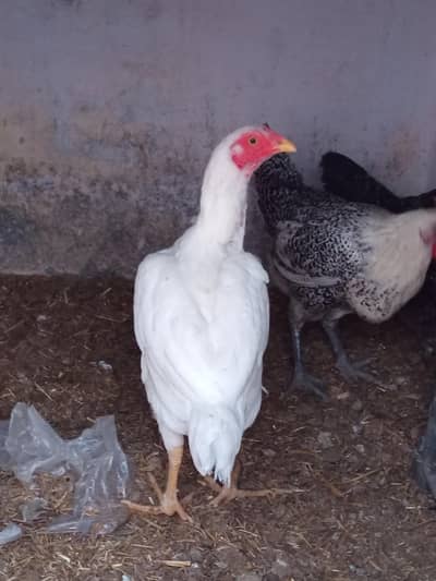 White Heera female