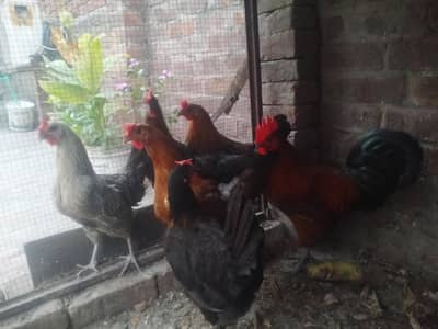 1 cock and 5 Eggs laying hens  Rs 13000