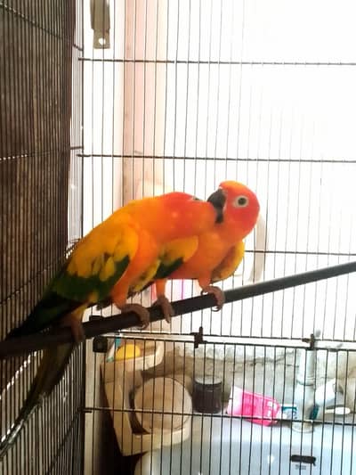 All birds for sell