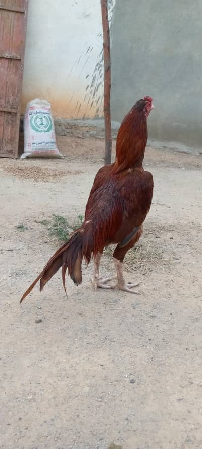 Peela Aseel For sale