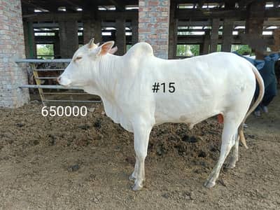 BULL COW WACHA FOR QURBANI 03104594900 /03246604270