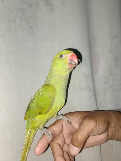 Ringneck Hand Tame Available