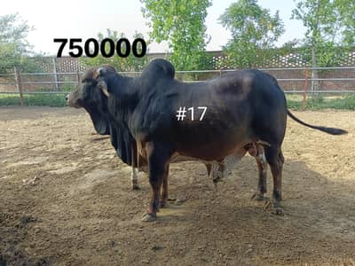 BULL COW WACHA FOR QURBANI 03104594900 /03476585599