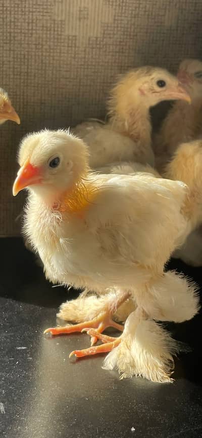 WHITE COCHIN CHICKS FOR SALE | 5-6 Weeks | Pure Breed | Rs. 950