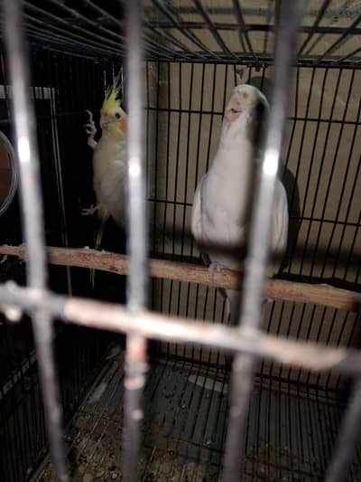 Cocktail pair breeder