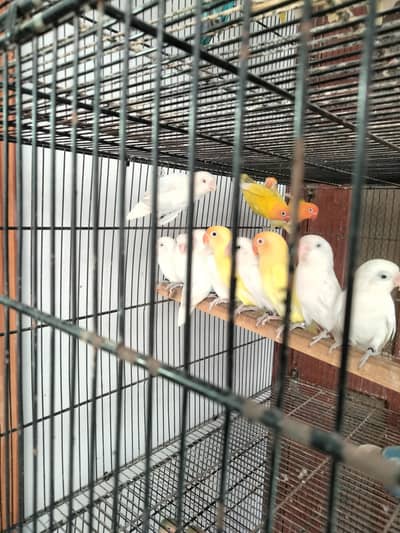 Albino Cremino Decino love birds lotino