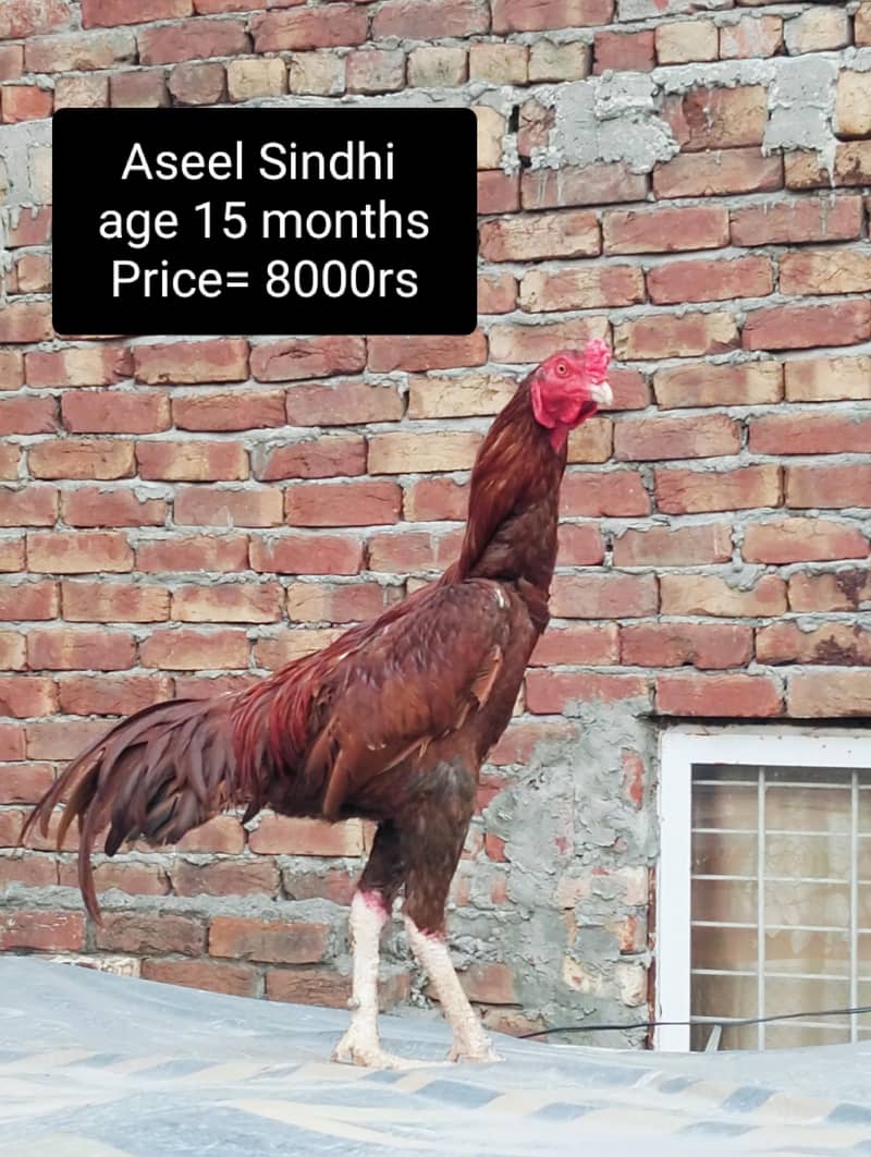 Aseel 0