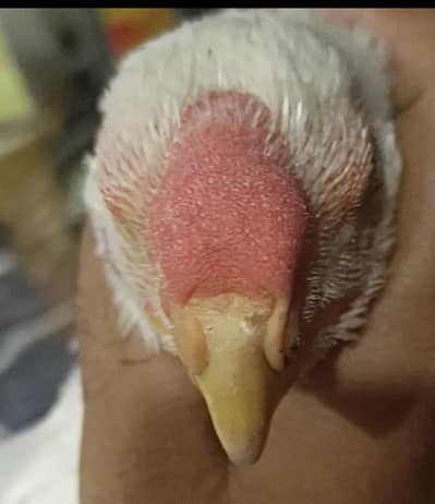 Indian parrot beak
