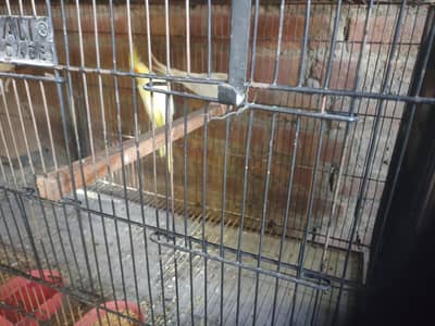4 Cocktail parrots (Pairs) for sell