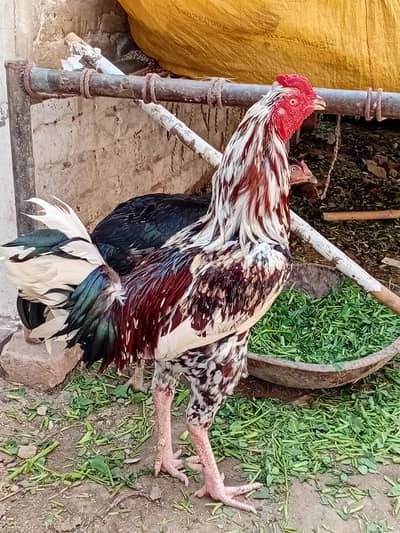 Khardumba Murga. Black Mushghi Murgi.