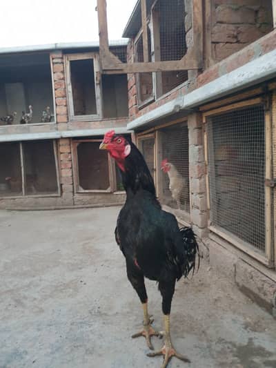 Thai Murgha or shamo Murghi,chicks