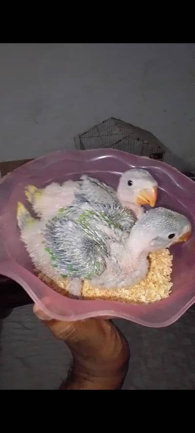 Alexander kashmiri Raw jumbo size chick 03091489914