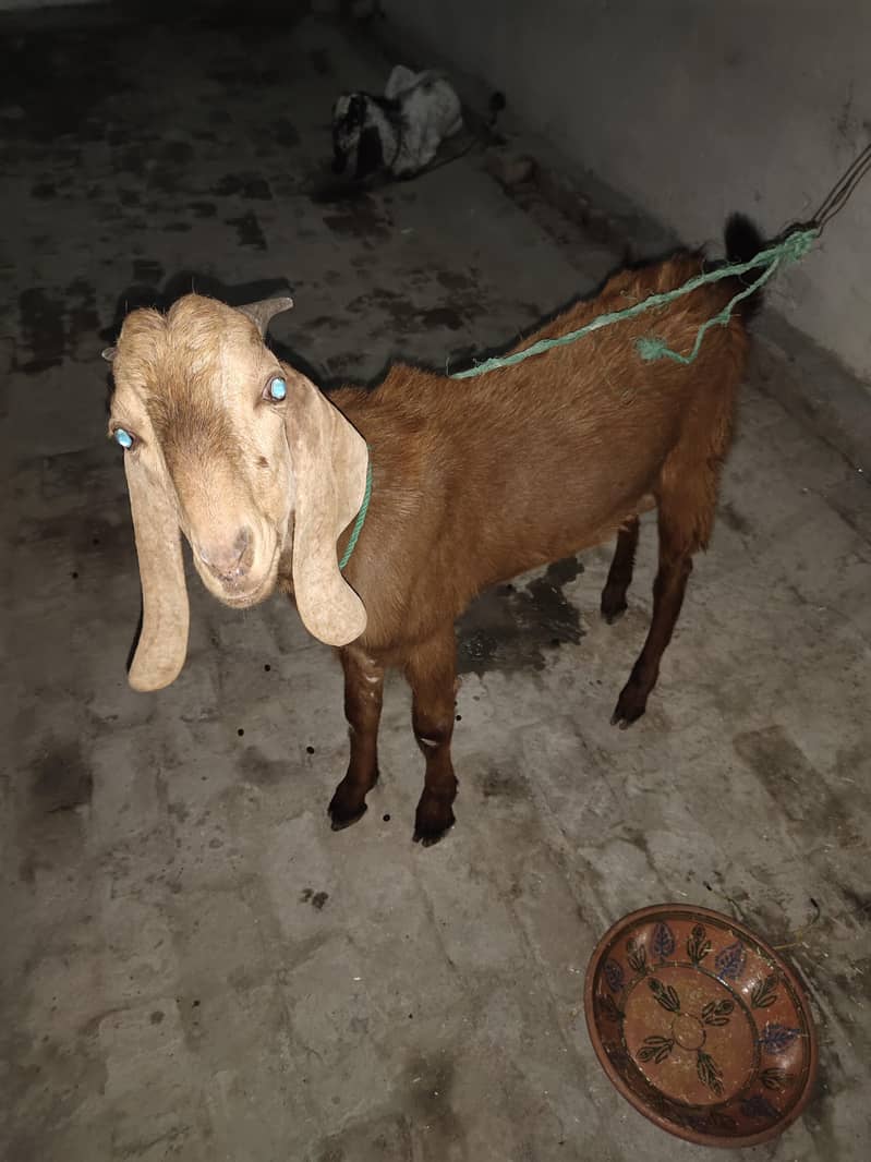 Makkhi Cheena 0