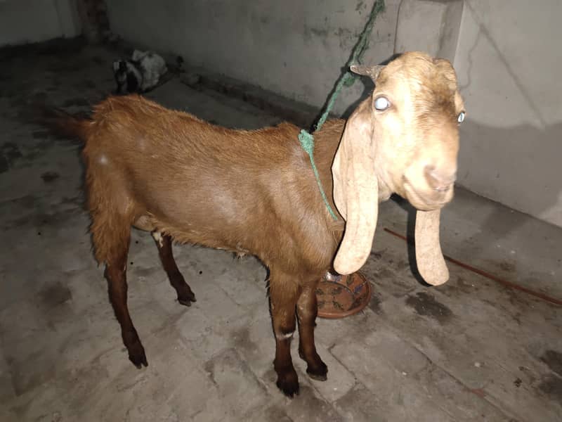Makkhi Cheena 1