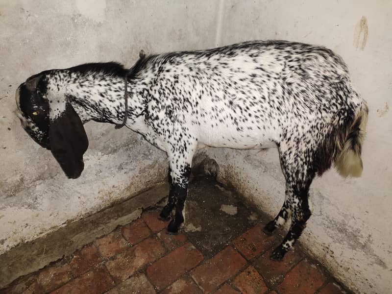 Makkhi Cheena 2
