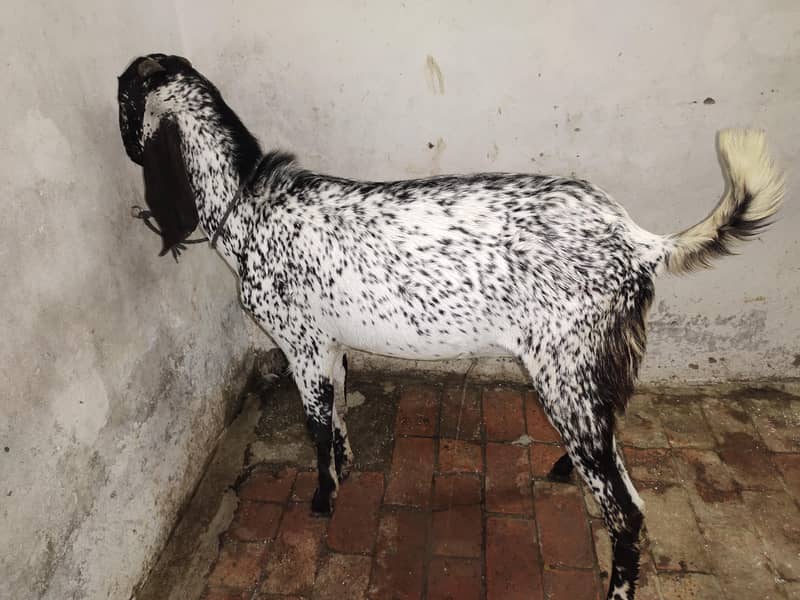 Makkhi Cheena 3
