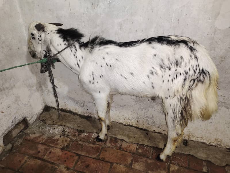 Makkhi Cheena 4